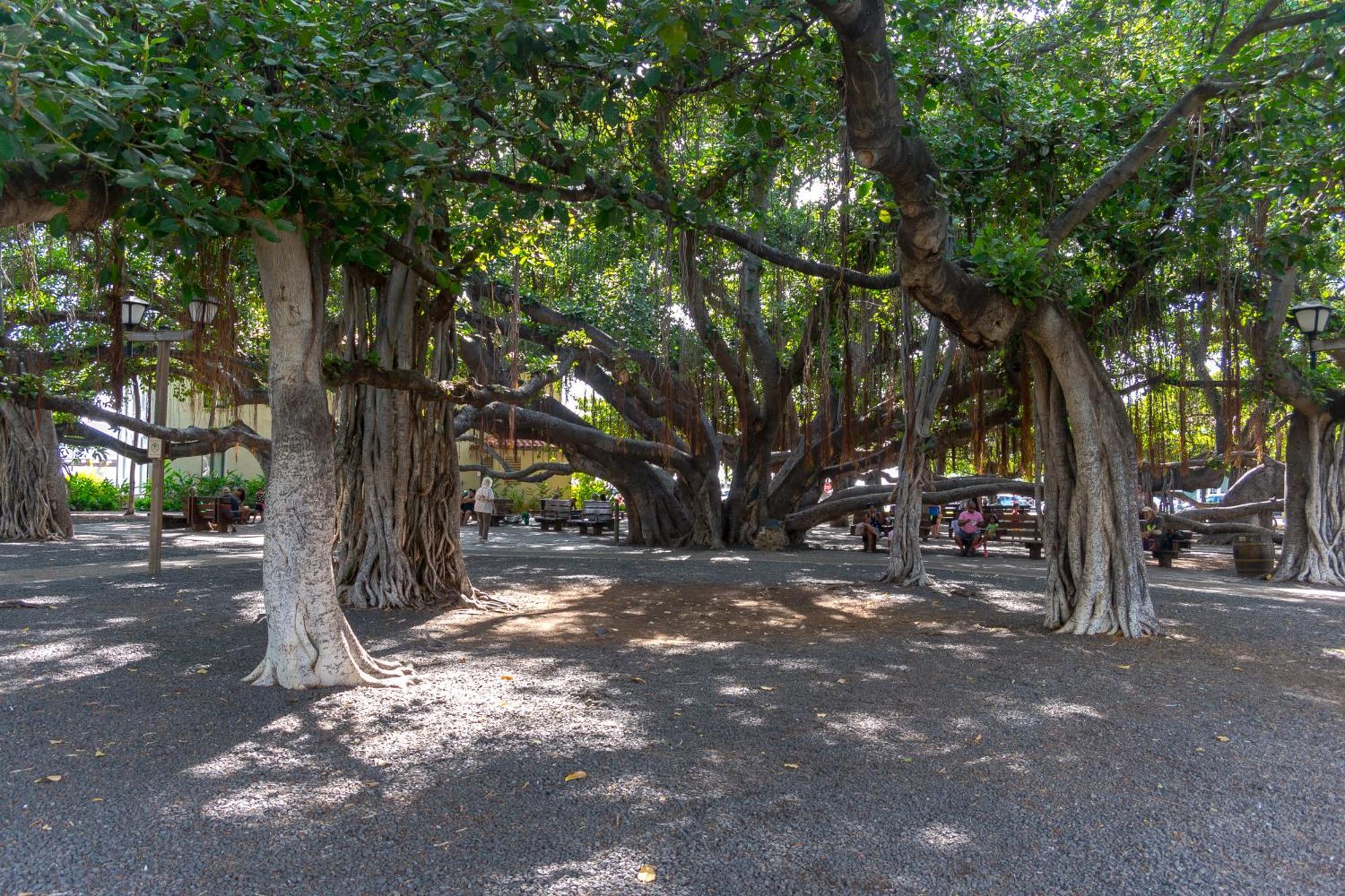 Paki Maui 222 Daire Napili-Honokowai Oda fotoğraf